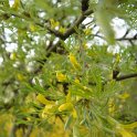Caragana arborescens 'Pendula' P9 (2)